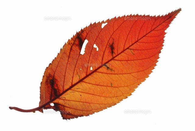 桜の葉 の写真素材 イラスト素材 アマナイメージズ