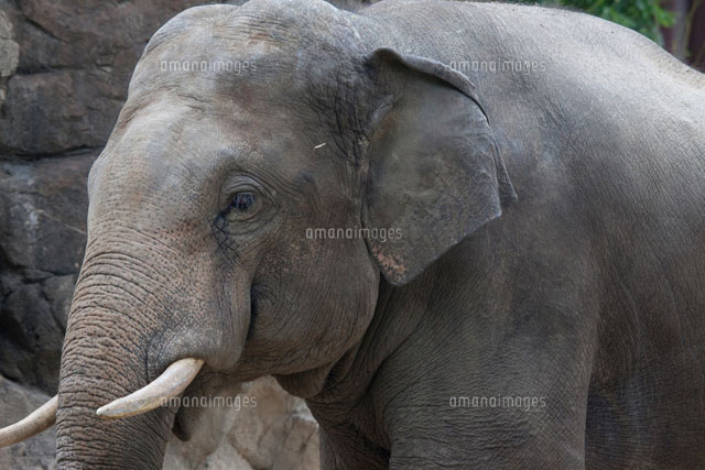 象の横顔 の写真素材 イラスト素材 アマナイメージズ