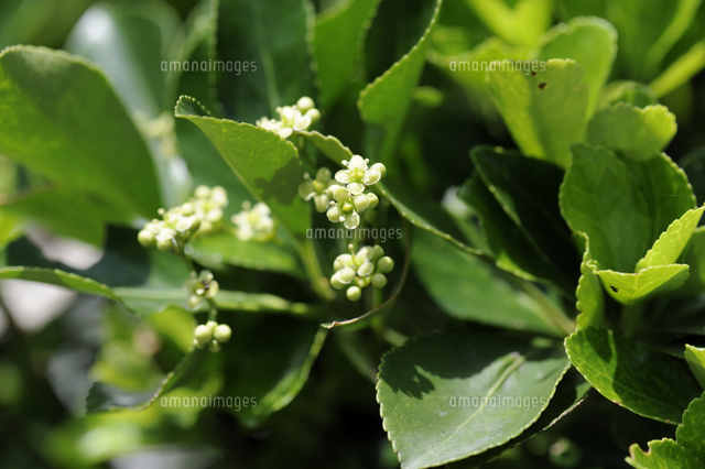 マサキ の写真素材 イラスト素材 アマナイメージズ