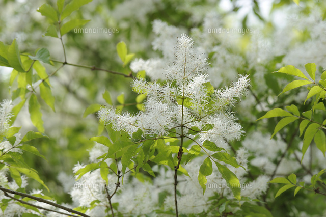 ミヤマアオダモ[10414001654]の写真・イラスト素材｜アマナイメージズ