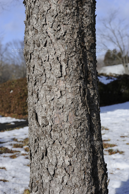 ドイツトウヒ の写真素材 イラスト素材 アマナイメージズ