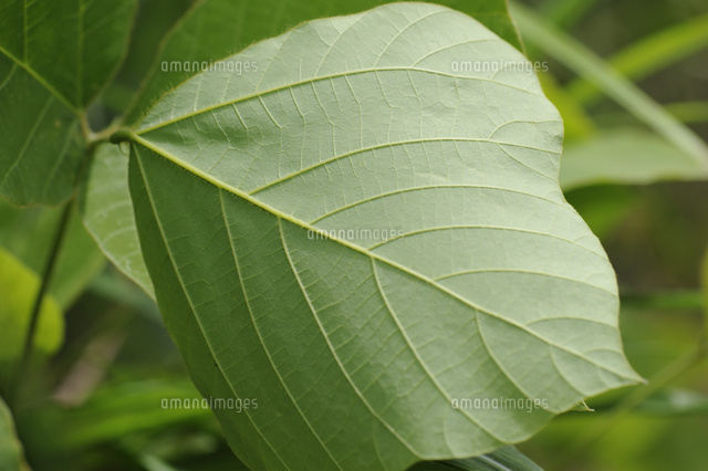 クズの葉 の写真素材 イラスト素材 アマナイメージズ