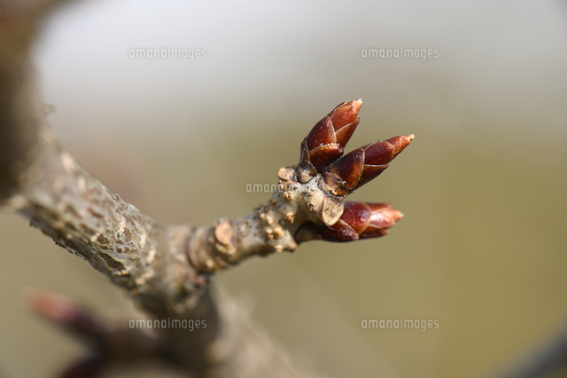 ヤマザクラの冬芽[10414005119]の写真・イラスト素材｜アマナイメージズ