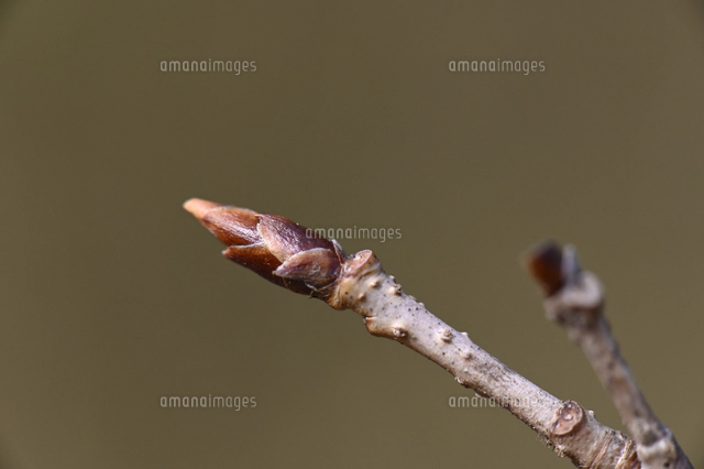 ヤマザクラの冬芽[10414005119]の写真・イラスト素材｜アマナイメージズ