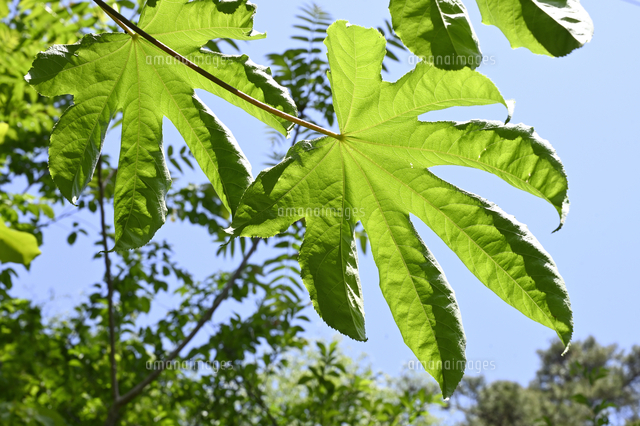 ハリギリ の写真素材 イラスト素材 アマナイメージズ