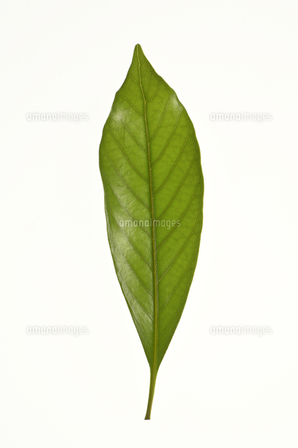 タブノキの葉 の写真素材 イラスト素材 アマナイメージズ