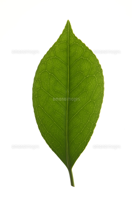 葉っぱ  パドックで履きたいカワサキ×アディダスのコラボシューズ第二弾 - Off1