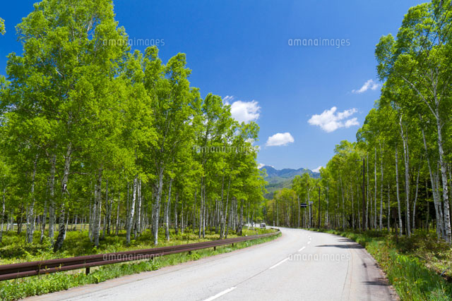 白樺の林と道路 の写真素材 イラスト素材 アマナイメージズ