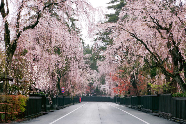 角館のしだれ桜夜景[10428000561]の写真・イラスト素材｜アマナイメージズ
