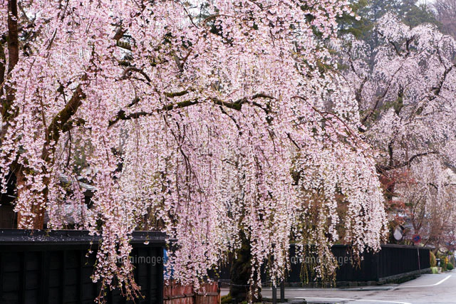 角館のしだれ桜[10428000559]の写真・イラスト素材｜アマナ