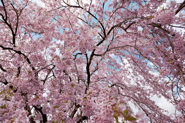 水彩画原画 枝垂れ桜・角館 角館 枝垂桜の水彩画のイラスト素材 [19263471] - PIXTA