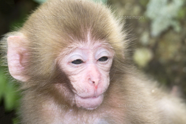 赤ちゃん猿[10428000986]の写真・イラスト素材｜アマナイメージズ