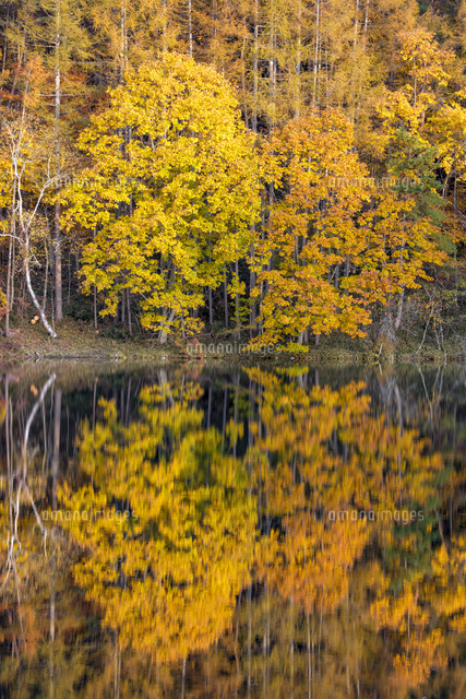 御射鹿池の紅葉 の写真素材 イラスト素材 アマナイメージズ