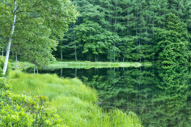 御射鹿池新緑 緑がこだまする「緑響く」の絶景、新緑と紅葉の御射鹿池 - 地球