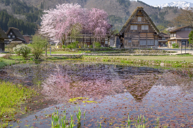 春の白川郷の合掌造り民家と桜[10428001971]の写真・イラスト素材 