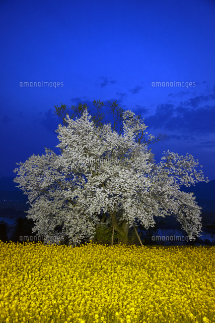 ライトアップされた菜の花公園の桜と菜の花の夜景 長野県飯山市