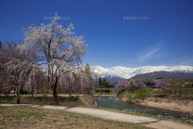 白馬村大出の吊り橋公園の桜と白馬三山 長野県白馬村 の写真素材 イラスト素材 アマナイメージズ