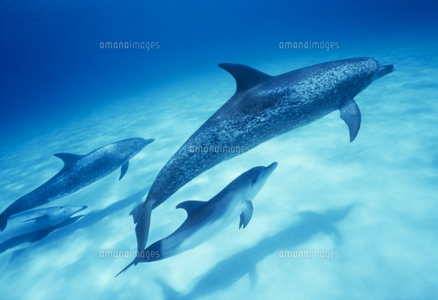 タイセイヨウマダライルカの親子[10430003130]の写真・イラスト素材