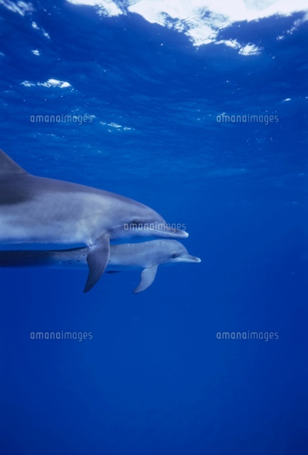 タイセイヨウマダライルカの子供 の写真素材 イラスト素材 アマナイメージズ