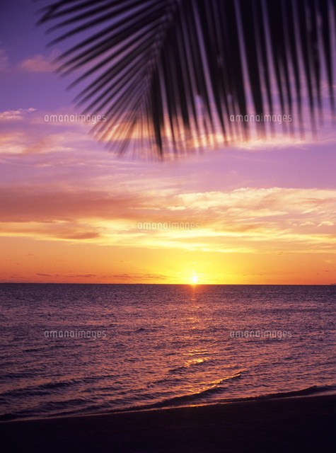 ハワイ ヤシの木 夕焼け オレンジに染まる海 ヤシの木 完璧な夕暮れ