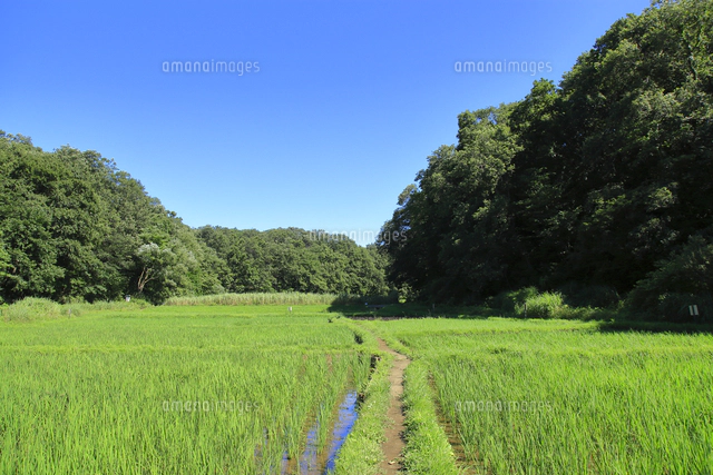 里山の水田 東京都[10430010677]の写真・イラスト素材｜アマナイメージズ