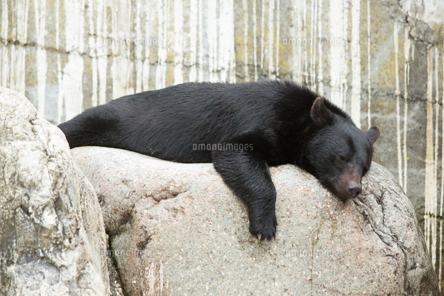 奥飛騨クマ牧場のツキノワグマ[10432000128]の写真・イラスト