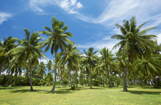 南国の風景画 南国の風景 写真素材 [4362461] - フォトライブラリー