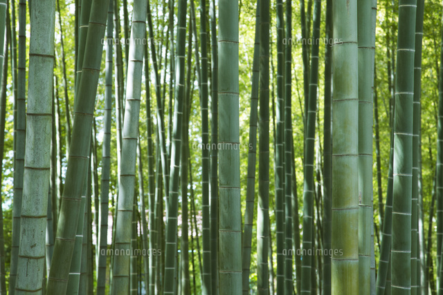 竹林 の写真素材 イラスト素材 アマナイメージズ