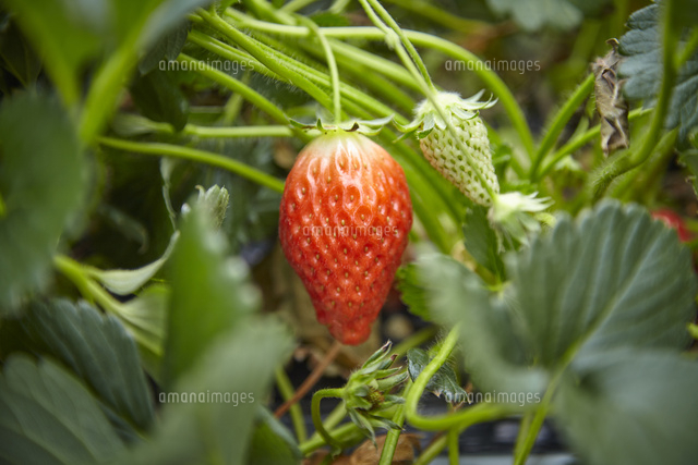 いちご狩り の写真素材 イラスト素材 アマナイメージズ
