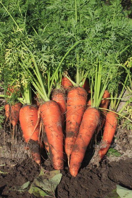 人参を収穫する男の子 の写真素材 イラスト素材 アマナイメージズ