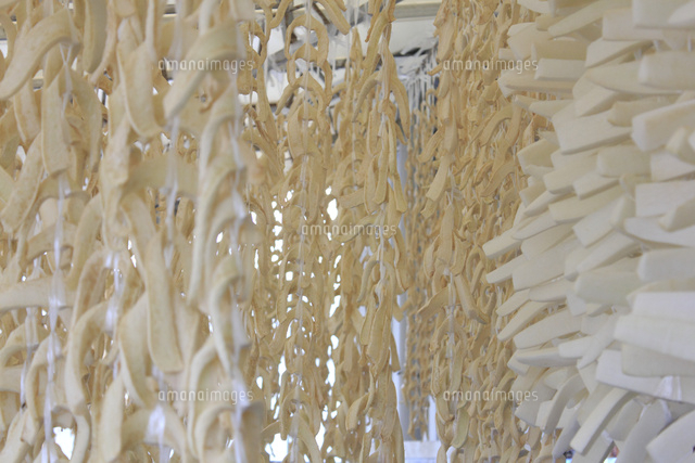 切り干し大根 大根干し の写真素材 イラスト素材 アマナイメージズ