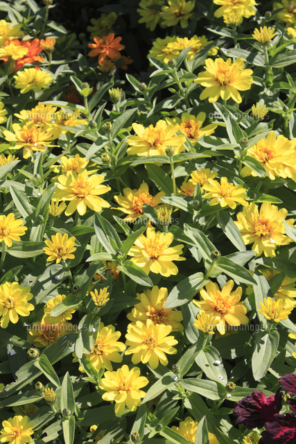 ジニア リネアリス の写真素材 イラスト素材 アマナイメージズ