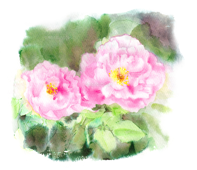 水彩で描かれたピンクの花 の写真素材 イラスト素材 アマナイメージズ