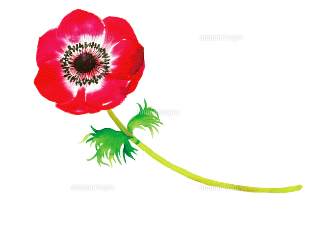 赤いアネモネの花と水彩のあしらい[10471000435]の写真・イラスト素材