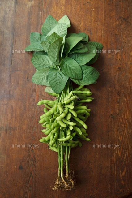 枝付きの枝豆縦位置 の写真素材 イラスト素材 アマナイメージズ