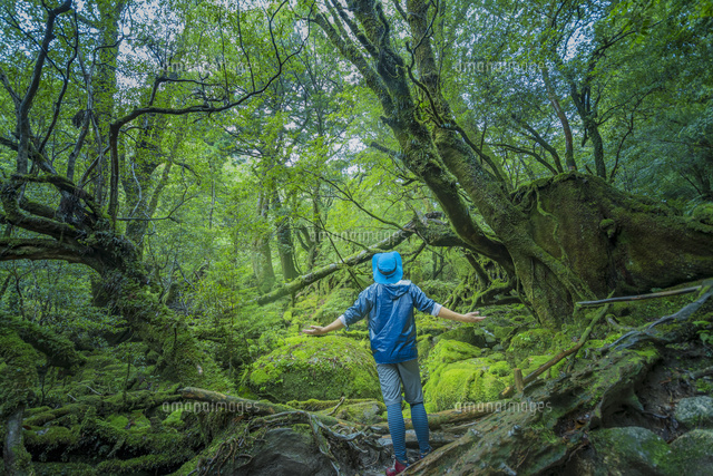 森の中でたたずむ の写真素材 イラスト素材 アマナイメージズ 森の中でたたずむ の写真素材 イラスト素材 アマナイメージズ
