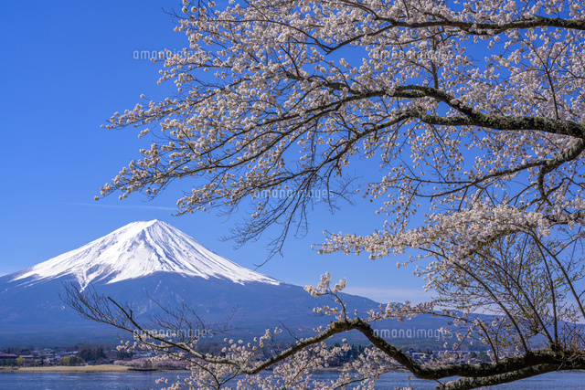富士山と桜 の写真素材 イラスト素材 アマナイメージズ