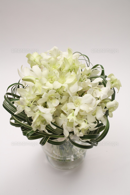 デンファレのブーケ花束 の写真素材 イラスト素材 アマナイメージズ デンファレのブーケ花束 の写真素材 イラスト素材 アマナイメージズ