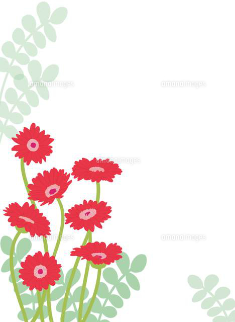 赤いガーベラ の写真素材 イラスト素材 アマナイメージズ