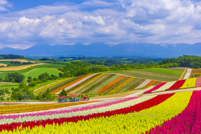 美瑛の四季彩の丘と十勝連峰の山並み[10487004506]の写真・イラスト