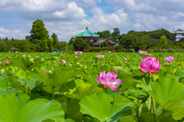蓮の花咲く上野公園・不忍池[10487004678]の写真・イラスト素材