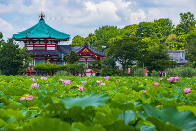 蓮の花咲く上野公園・不忍池[10487004678]の写真・イラスト素材