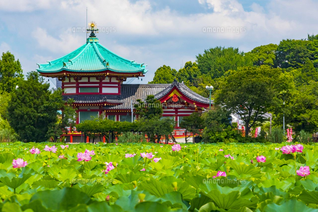 蓮の花咲く上野公園・不忍池[10487004678]の写真・イラスト素材