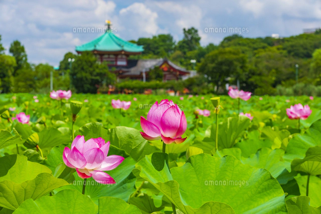 蓮の花咲く上野公園・不忍池[10487004678]の写真・イラスト素材
