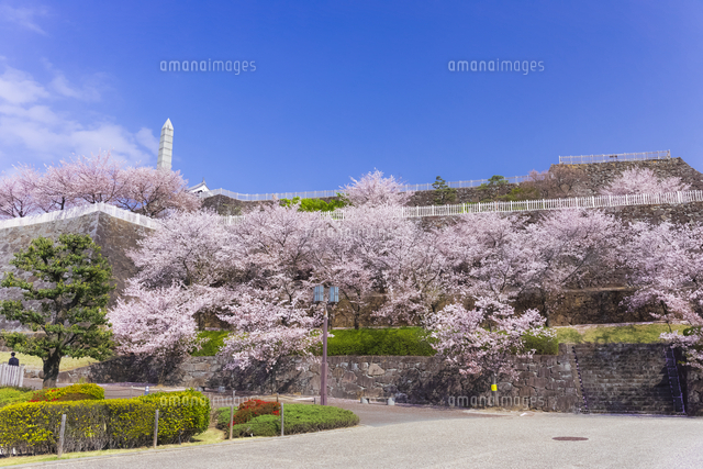 桜咲く春の舞鶴城公園 の写真素材 イラスト素材 アマナイメージズ