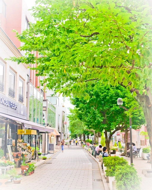 自由が丘の町並み 九品仏川緑道[10505000007]の写真・イラスト素材