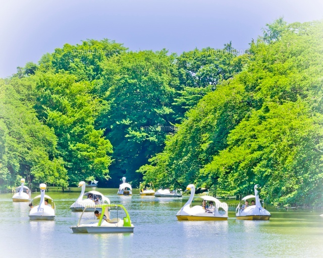井の頭公園のボート 10505000062 の写真素材 イラスト素材 アマナイメージズ