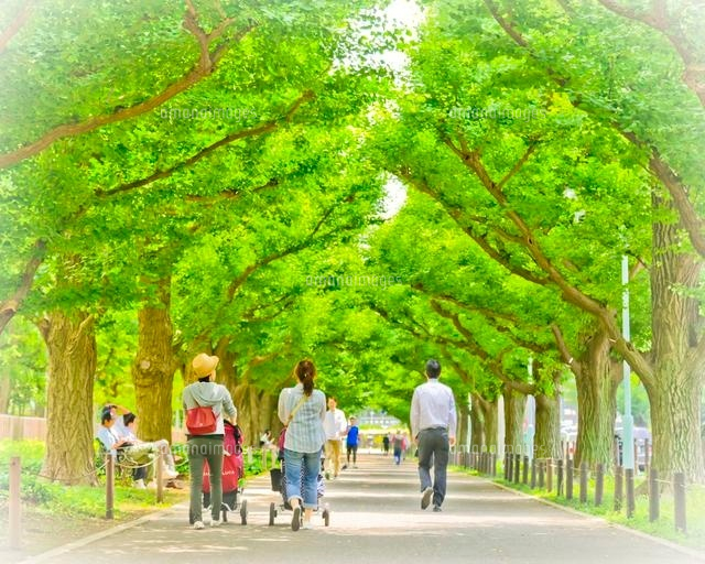 新緑の神宮外苑イチョウ並木[10505001515]の写真・イラスト素材
