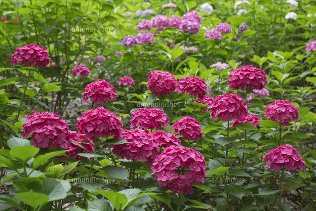 赤い紫陽花 の写真素材 イラスト素材 アマナイメージズ