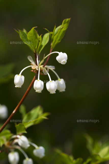 ドウダンツツジ 1枝 縦 の写真素材 イラスト素材 アマナイメージズ
